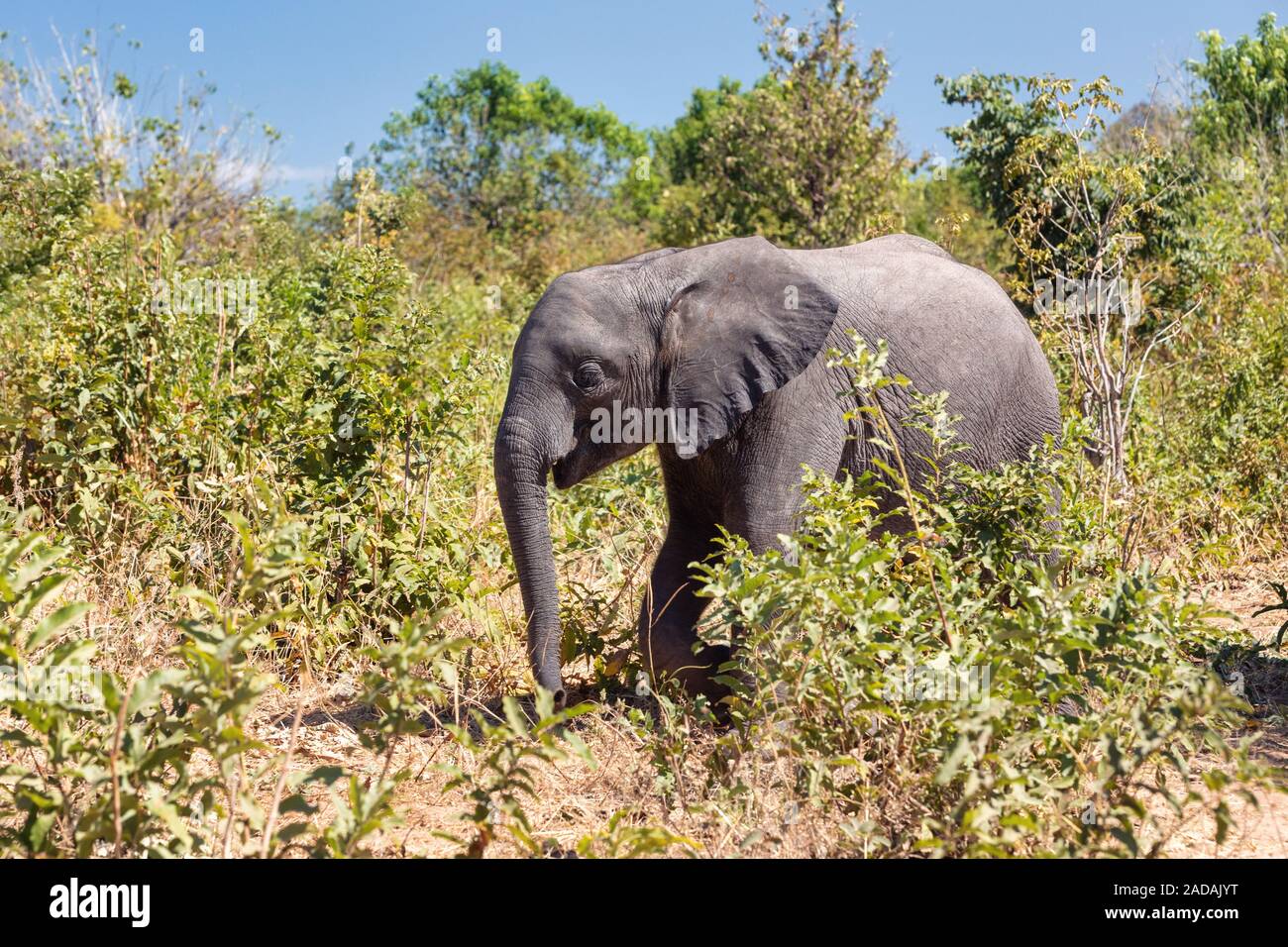 Afrikanische Elefanten im Chobe Nationalpark, Botswana Safari Wildlife Stockfoto