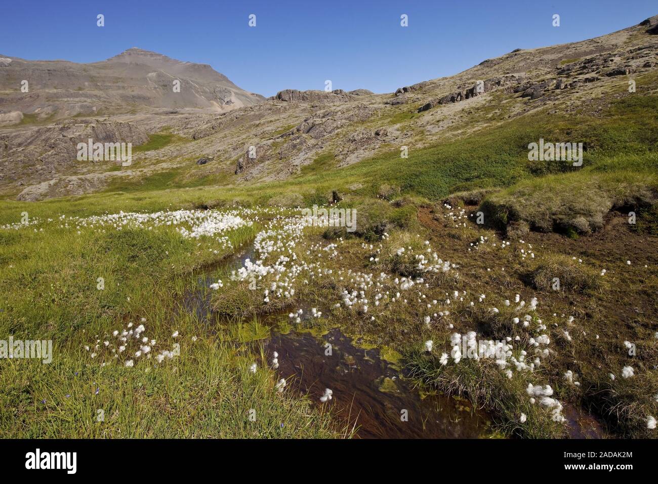 Landschaft mit Wollgras Lónsoeraefi National Park, Island, Europa Stockfoto