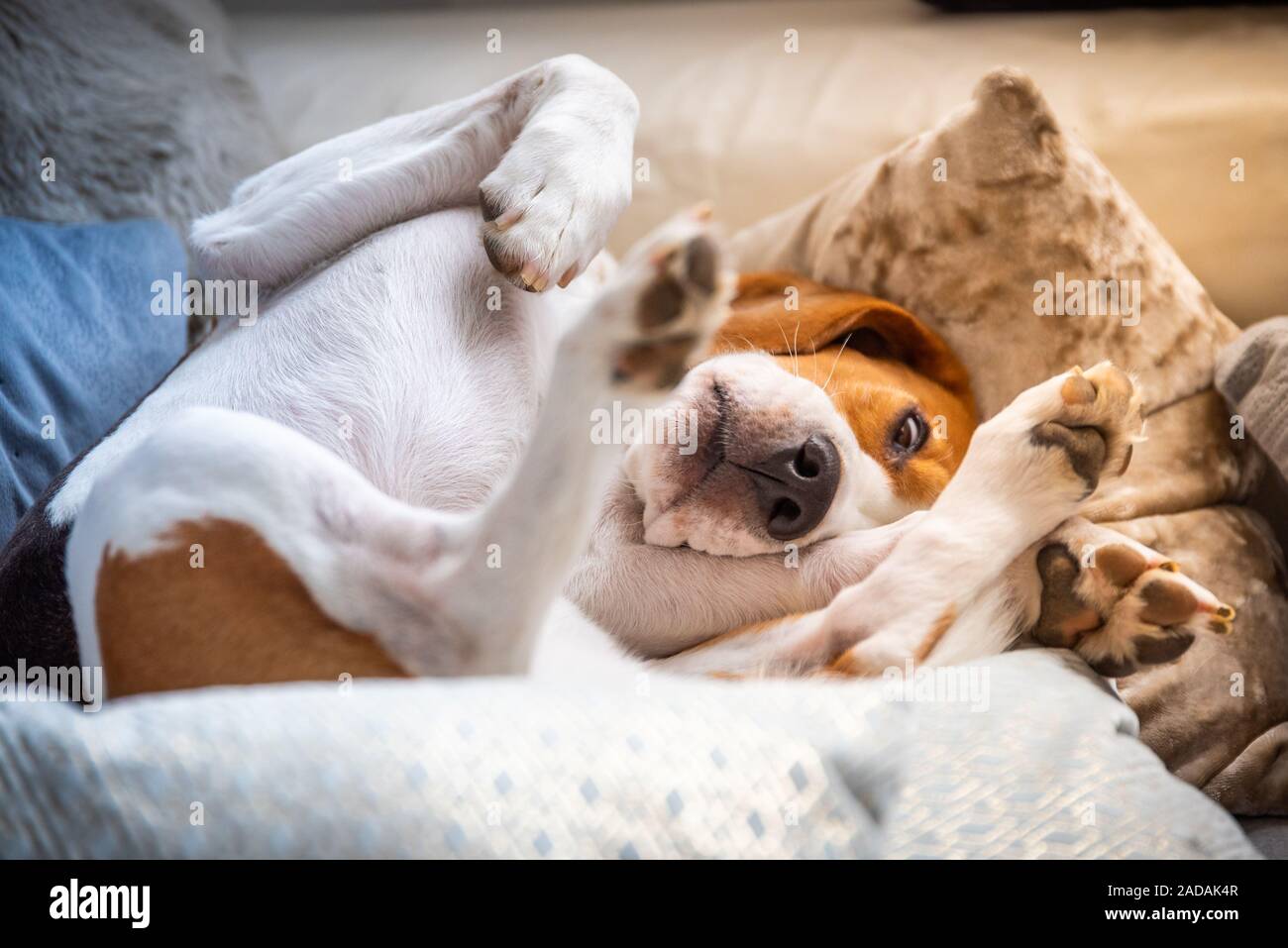 Hund mde schlft auf der Couch. Lustig darstellen, die Pfoten auf. Beagle  auf dem Sofa Stockfotografie - Alamy