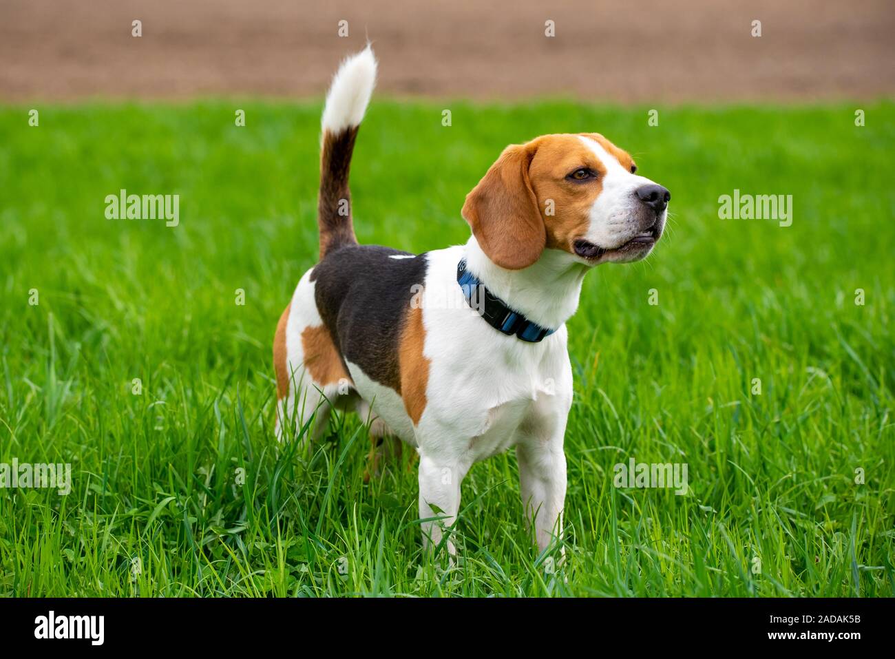 Hund Beagle auf grünem Gras Feld in einer Feder Stockfoto