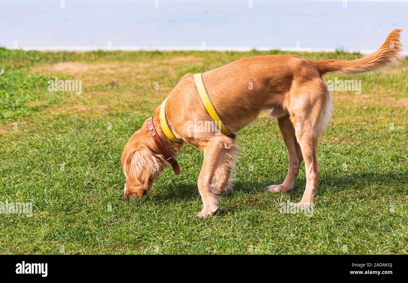 Hund auf grünem Gras. Neugieriger Hund auf dem Weg. Golden Retriever züchtet Hund im Gras. Stockfoto