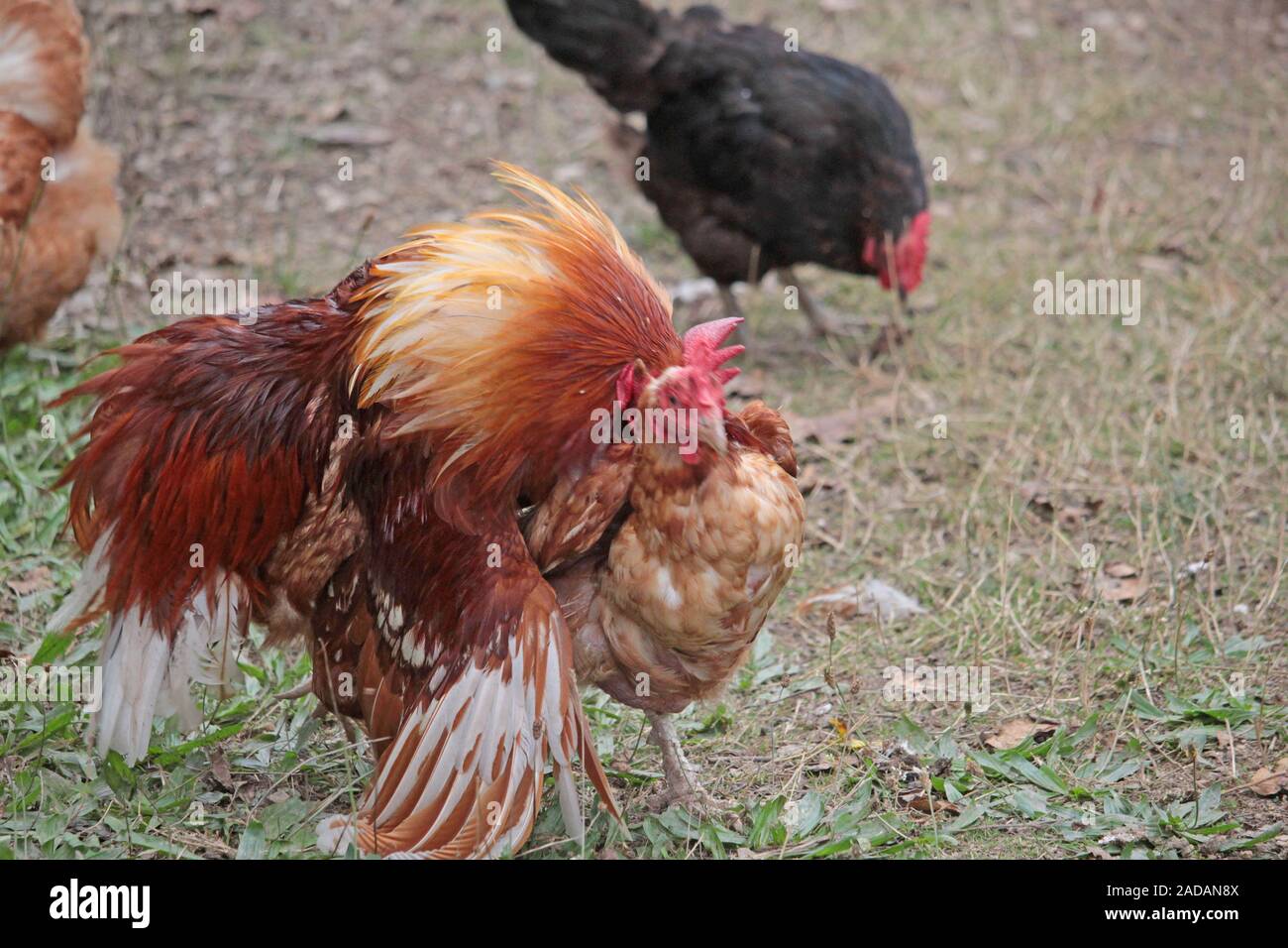 Huhn und Hahn Stockfoto