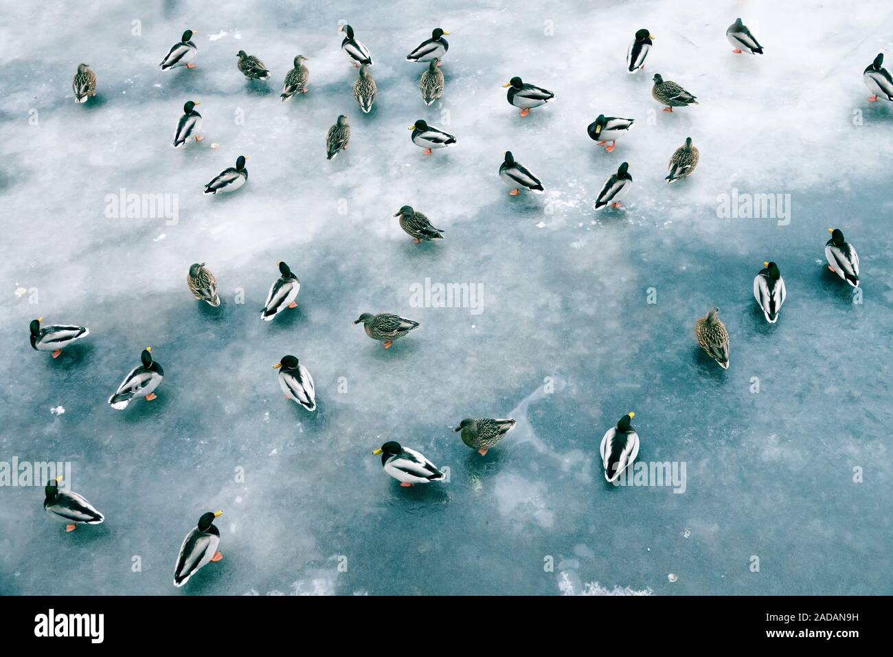 Große Ansammlung von Enten im Winter auf dem Eis der Behälter. Stockfoto