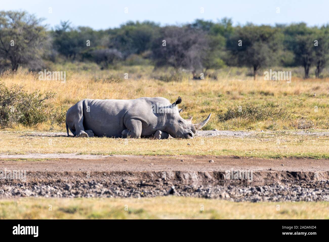 Männliche weiße Nashörner in Botswana, Afrika Stockfoto