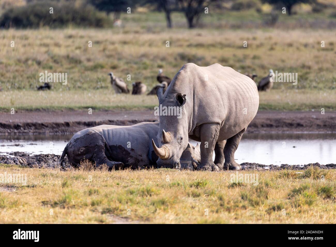 Baby weißer Nashörner in Botswana, Afrika Stockfoto