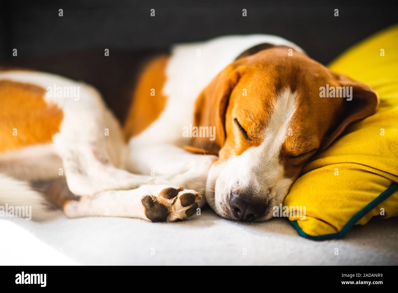 Lustige Beagle Hund müde schläft auf einem gemütlichen Sofa, Couch, auf der gelben Kissen Stockfoto