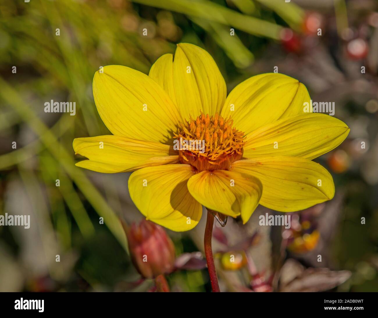 Gelbe Dahlie Bischof von York 'Dahlia' Stockfoto