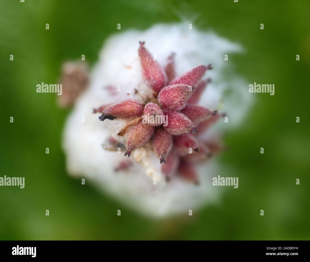 Das Platzen der Samenkorn-kiste mit einer Feder und Samen Stockfoto