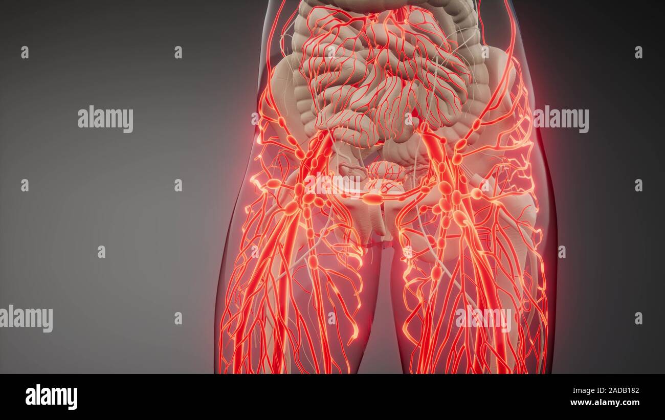 Die Blutgefäße des menschlichen Körpers Stockfoto