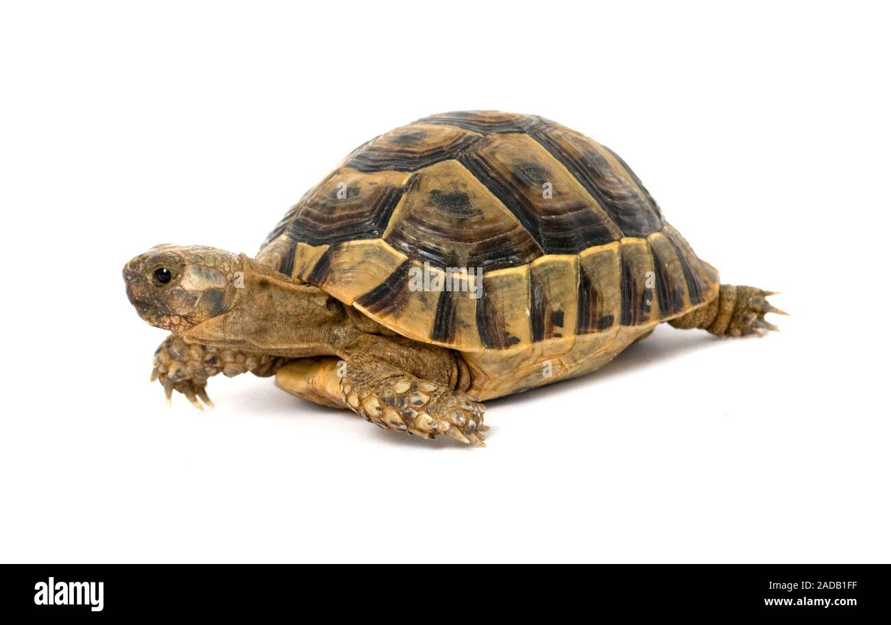 Nahaufnahme von griechische Schildkröte Stockfoto