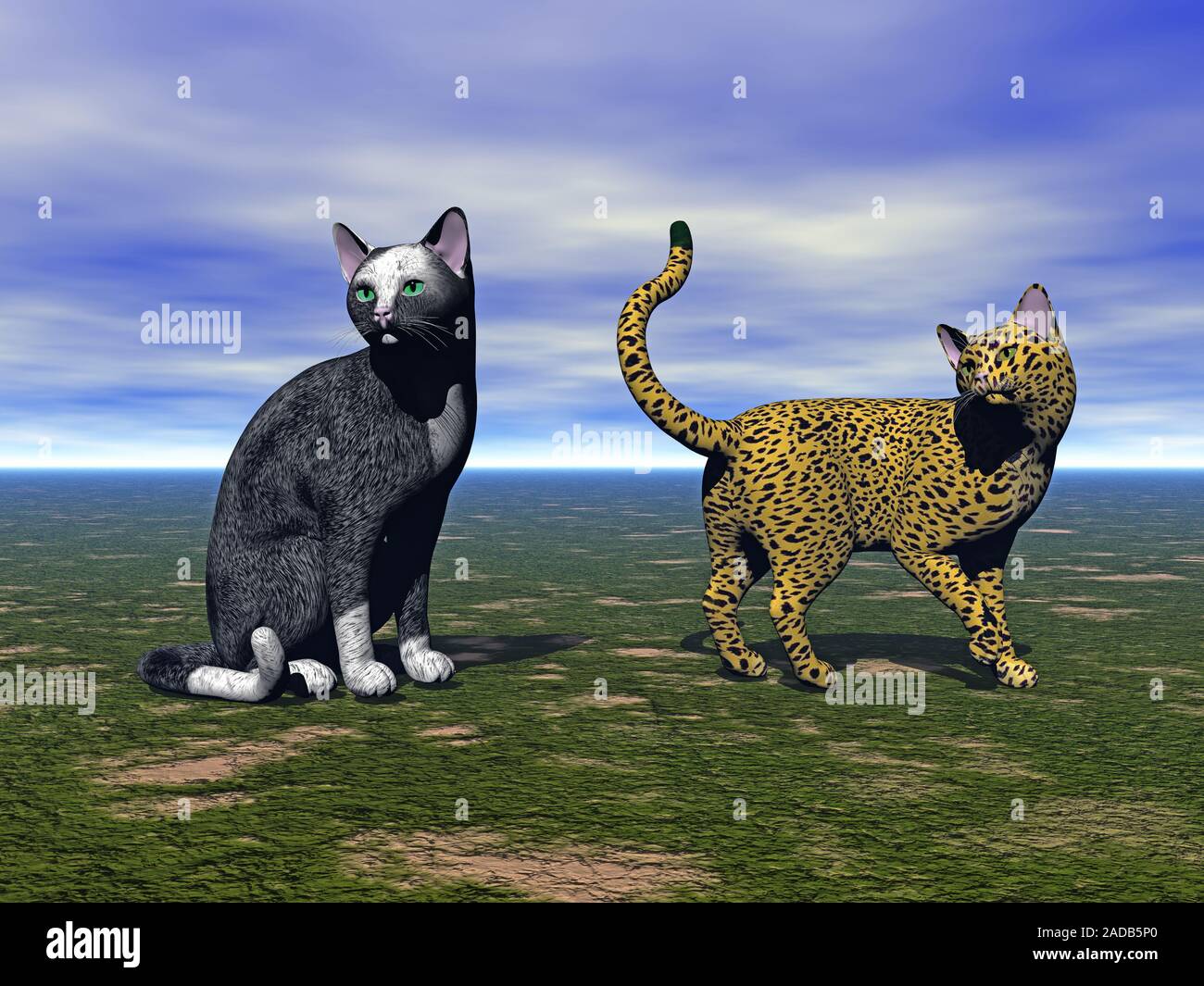 Wilde Katzen in der Wiese Stockfoto