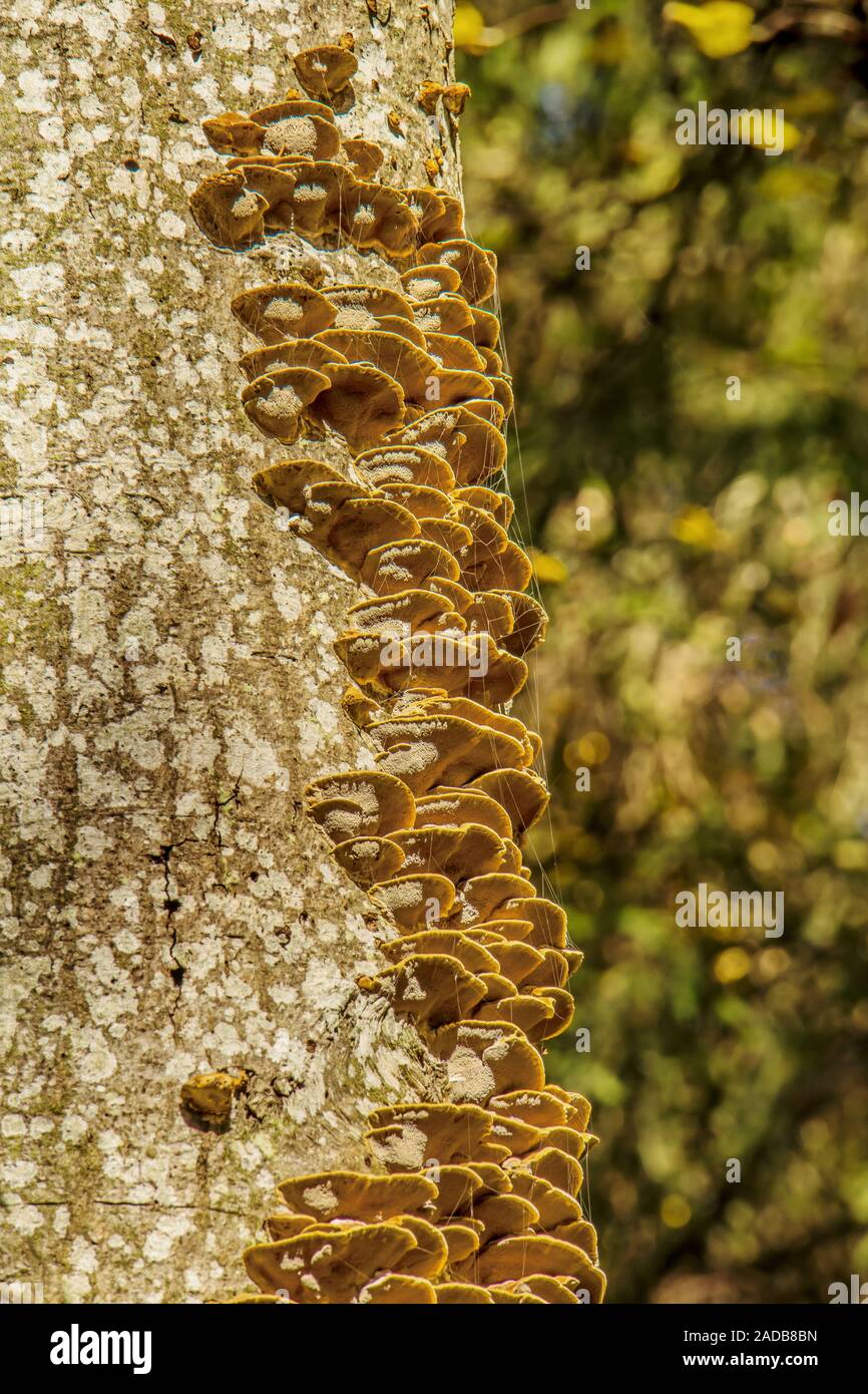 Baum-Pilze Stockfoto