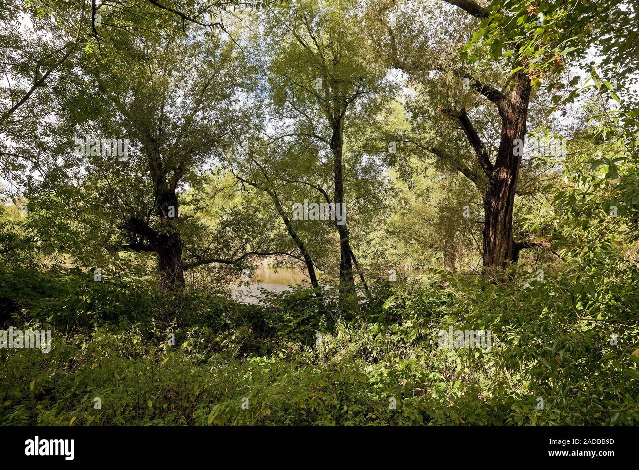 Vegetation im Ruhrgebiet in Neheim, Arnsberg, Sauerland, Nordrhein-Westfalen, Deutschland, Europa Stockfoto