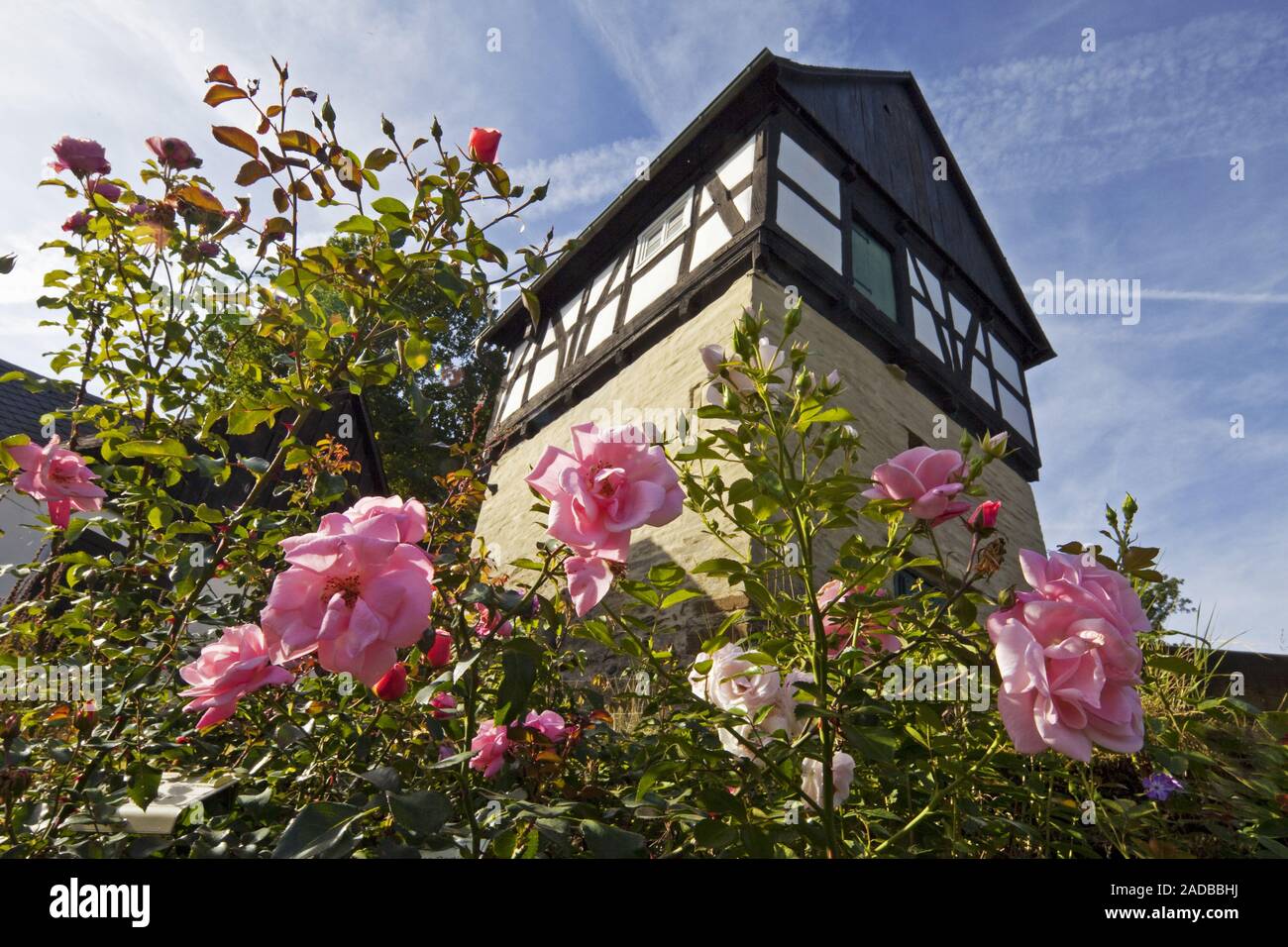 Romantischer Garten mit dem Storage House, Rose Village Assinghausen, Olsberg, Deutschland, Europa Stockfoto