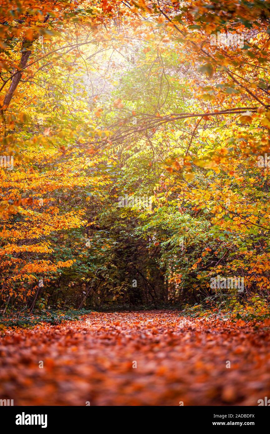 Budapest, Ungarn - Herbst Wald Landschaft mit Fußweg von Herbst Blätter & warmes Sonnenlicht in den Wäldern in der Nähe von Budapest im Oktober Stockfoto