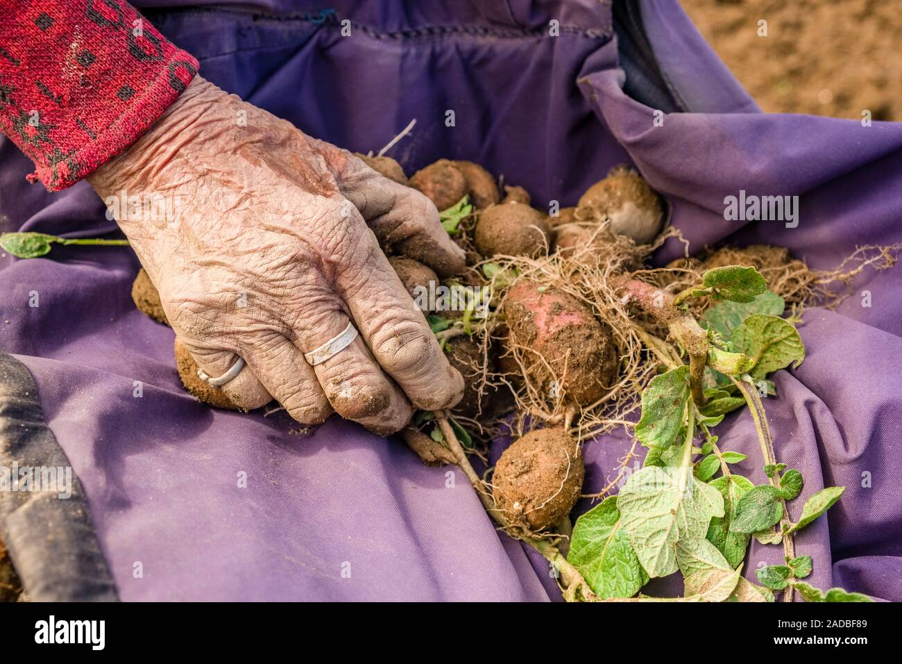 Detail der Hand einer Frau Kartoffelernte Stockfoto