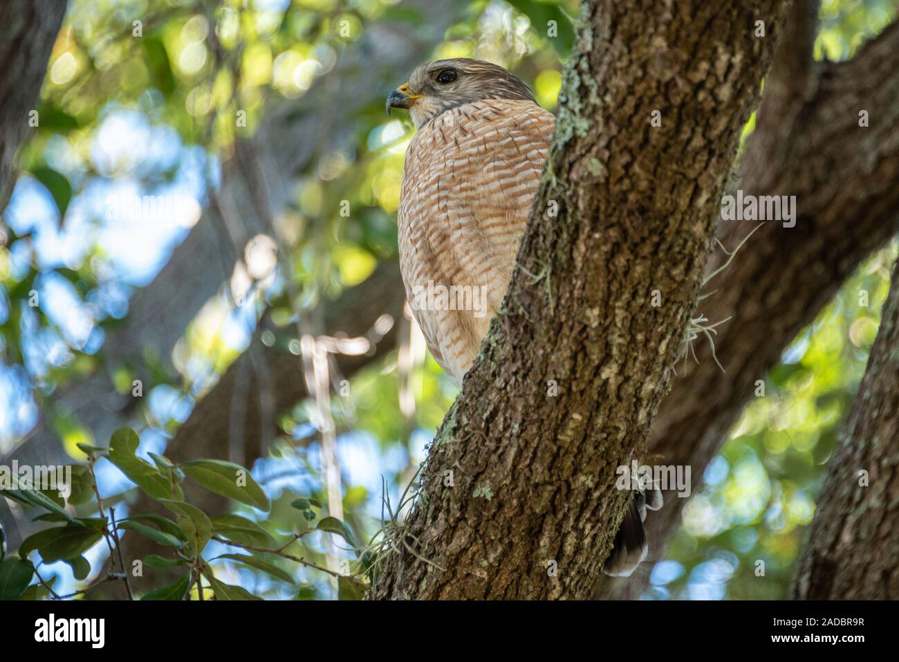 Schöne rote Schultern Hawk (Buteo lineatus) in der Nähe von Lake Minneola in Clermont, Florida. Stockfoto