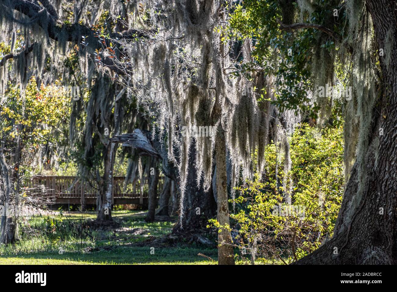 Spanische Moos bedeckt Eichen entlang See Minneola in Clermont, Florida. (USA) Stockfoto