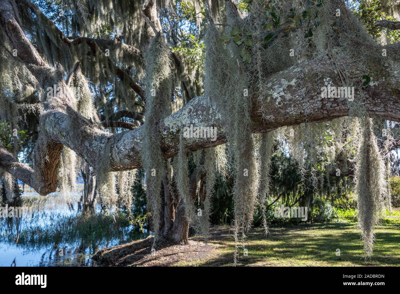 Mit spanischem Moos bedeckte Eichen (Tillandsia usneoides) entlang des Lake Minneola in Clermont, Florida. (USA) Stockfoto
