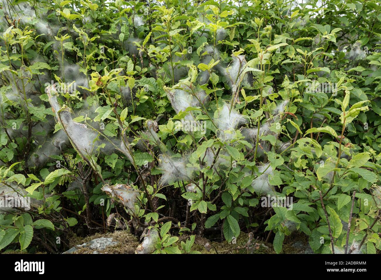 Hermelin Motte Caterpillar Web-sites auf einer Hecke in Cumbria, Großbritannien Stockfoto