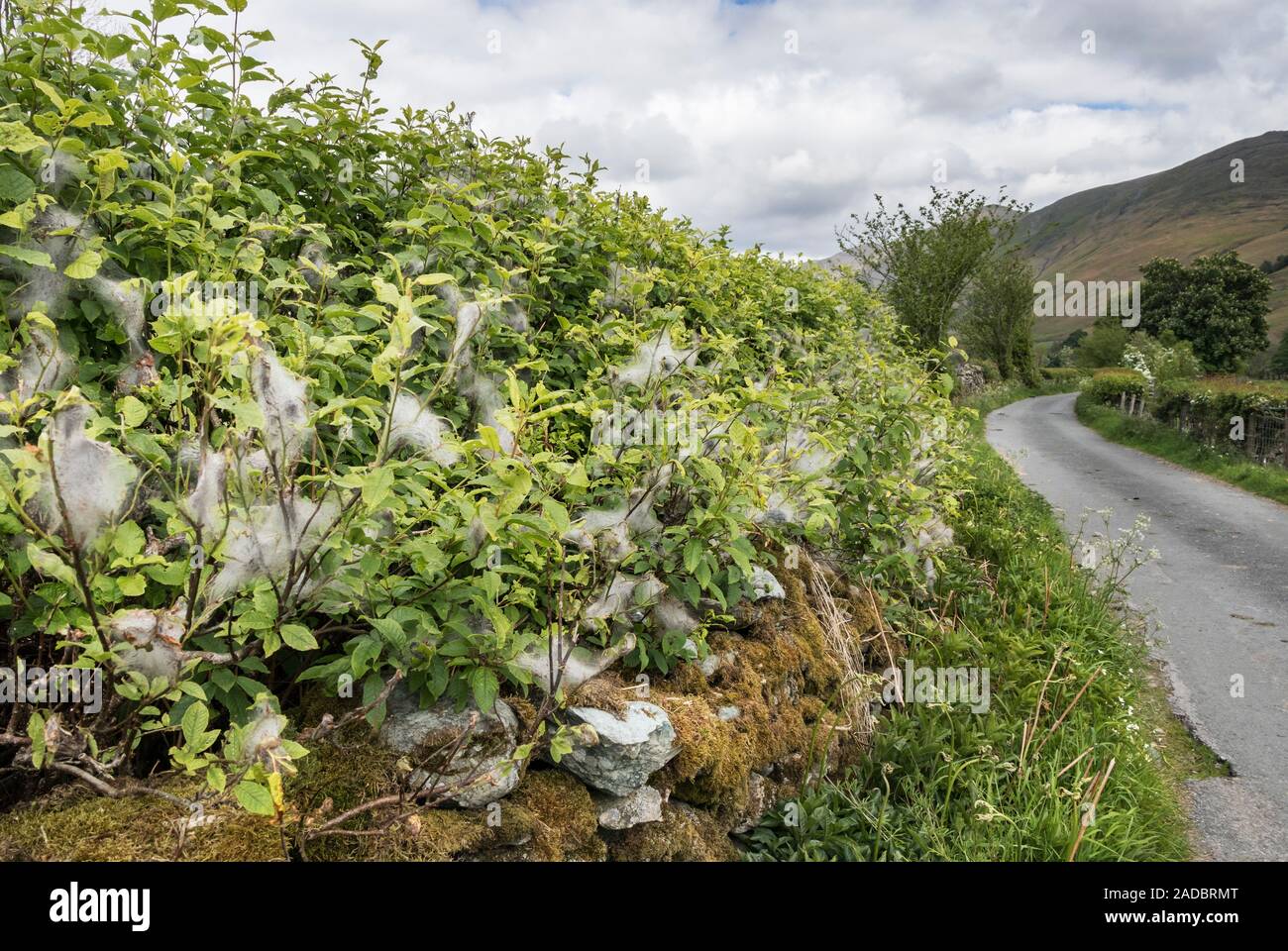 Hermelin Motte Caterpillar Web-sites auf einer Hecke in Cumbria, Großbritannien Stockfoto