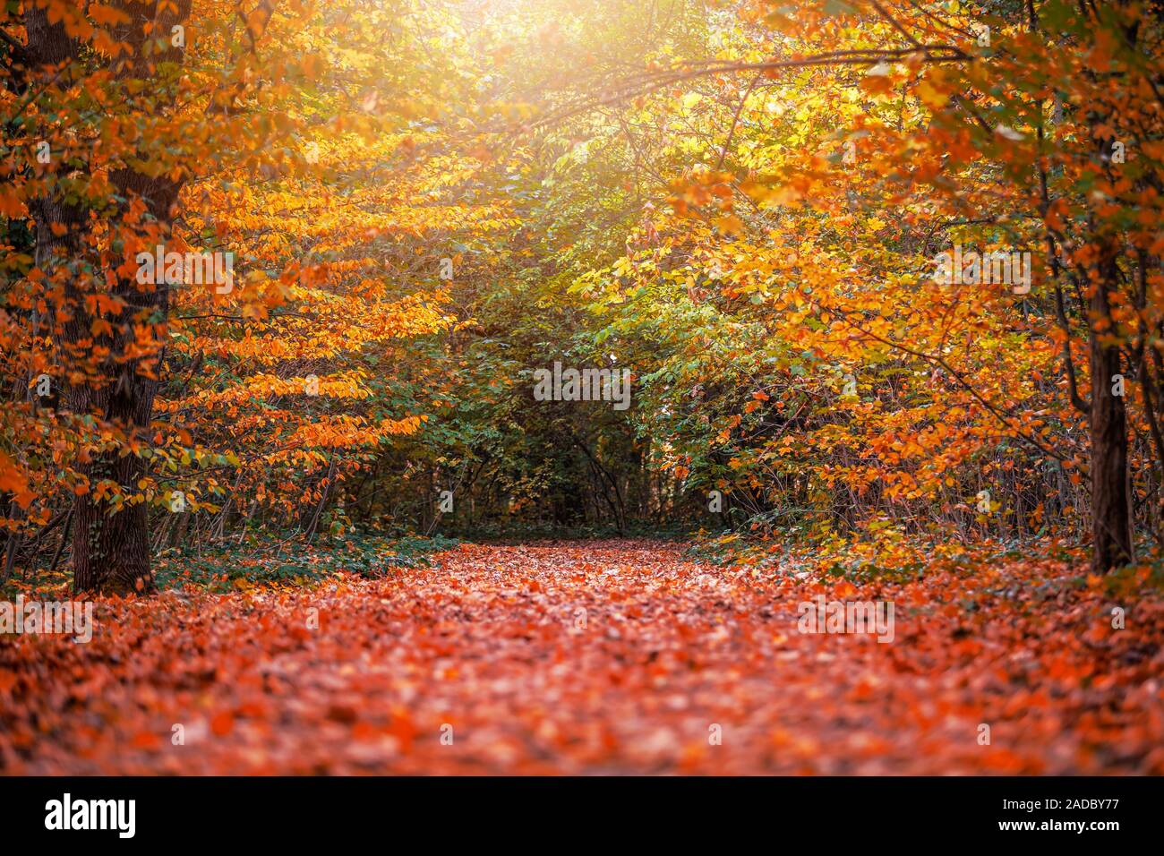 Budapest, Ungarn - Herbst Wald Landschaft mit Fußweg von Herbst Blätter & warmes Sonnenlicht in den Wäldern in der Nähe von Budapest im Oktober Stockfoto