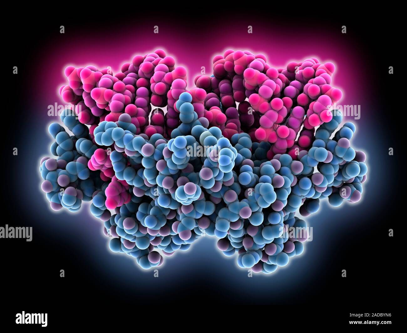 Doppel- RNA (Ribonukleinsäure) Komplexe silencing. Computer Modell für den Aufbau einer double-RNA (rosa) komplexiert mit der RNA-si Stockfoto