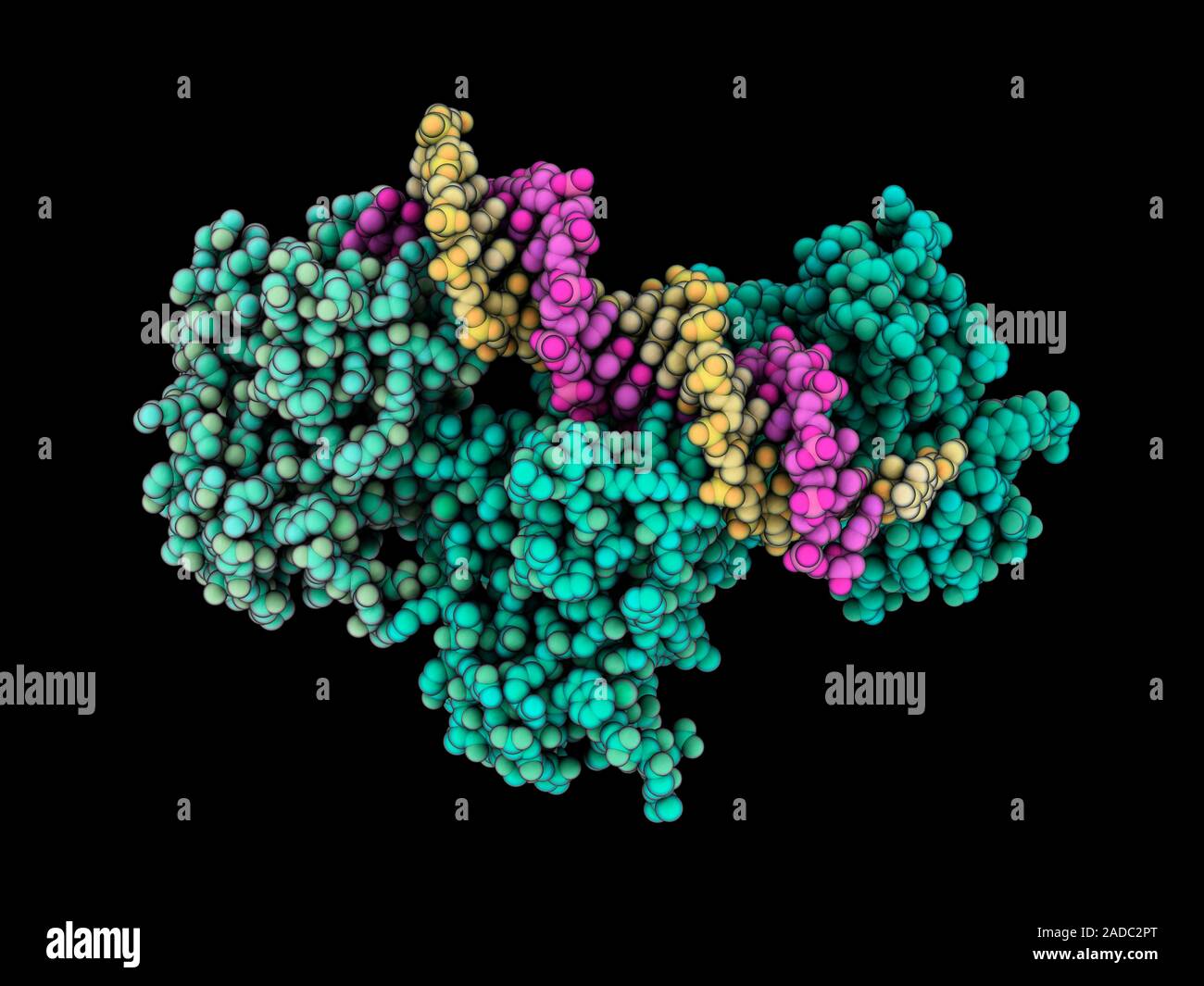 Tumor Suppressor p53 komplexiert mit DNA (Desoxyribonukleinsäure ...