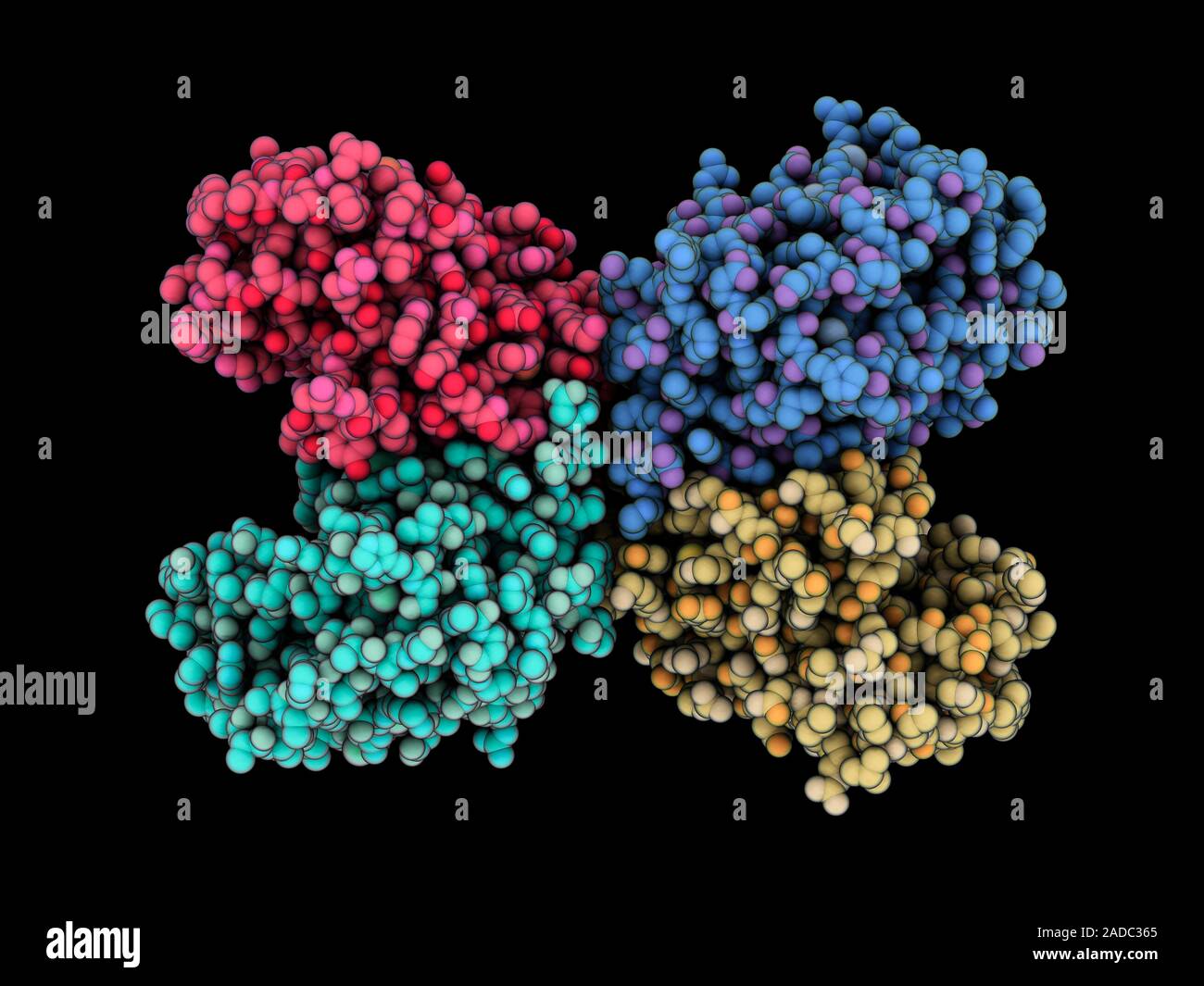Die Caspase6Molekül. Computer Modell zeigt die tetrameres Struktur
