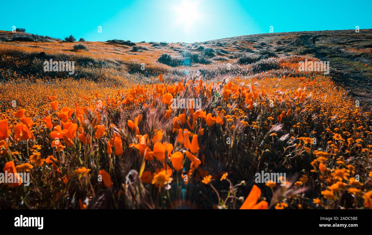 Helles orange Kalifornien Pobby (eschscholzia) in der Antelope Valley, Kalifornien, USA Stockfoto