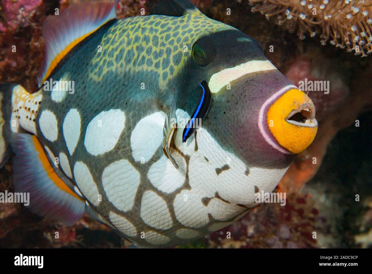 Der Clown Drückerfisch, Balistoides conspicillum und cleaner wrasse. Indonesien. Stockfoto