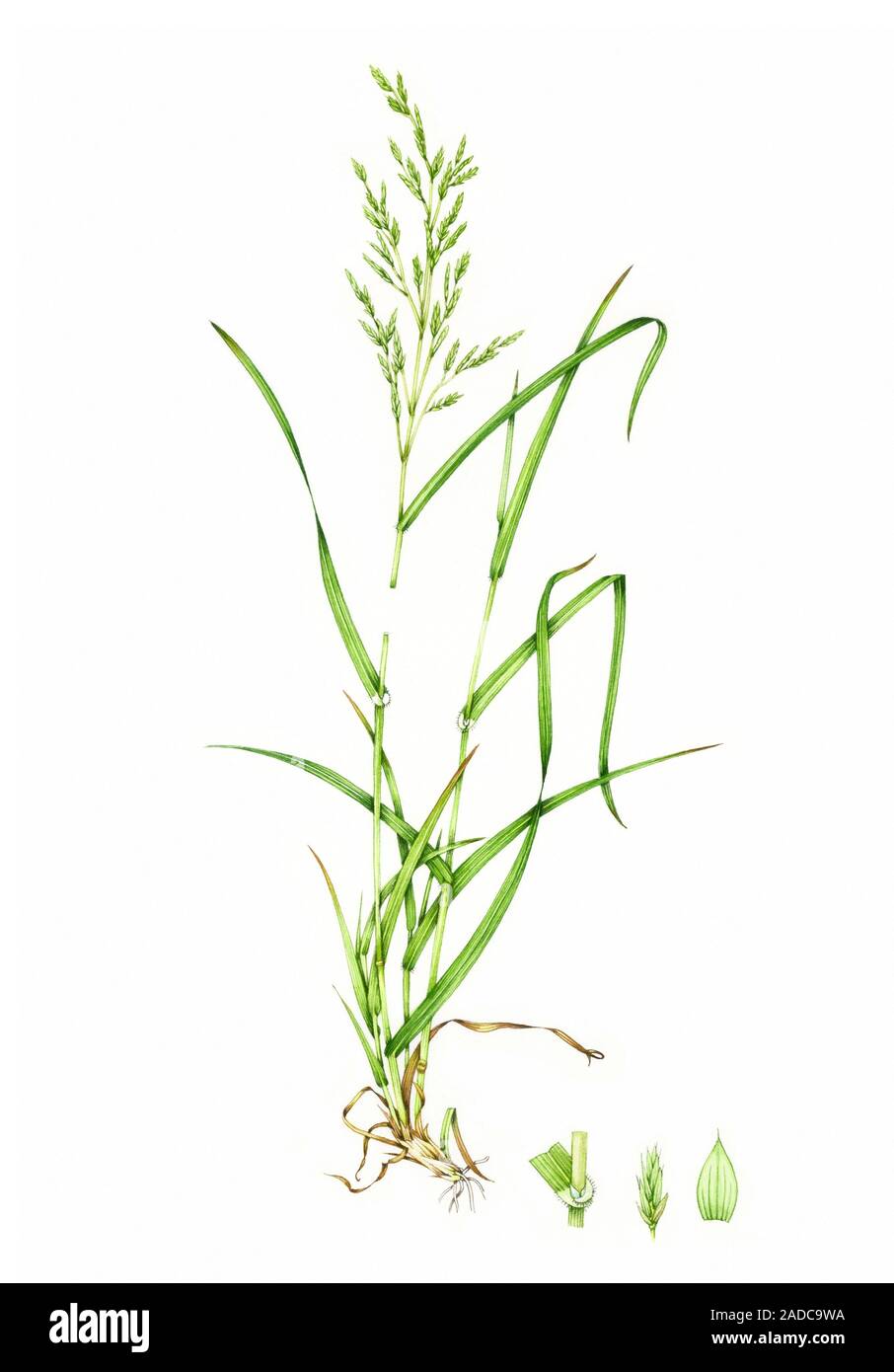 Rohrschwingel Festuca Arundinacea Abbildung Die Bl tter Stengel rohrschwingel-festuca-arundinacea-abbildung-die-bl-tter-stengel