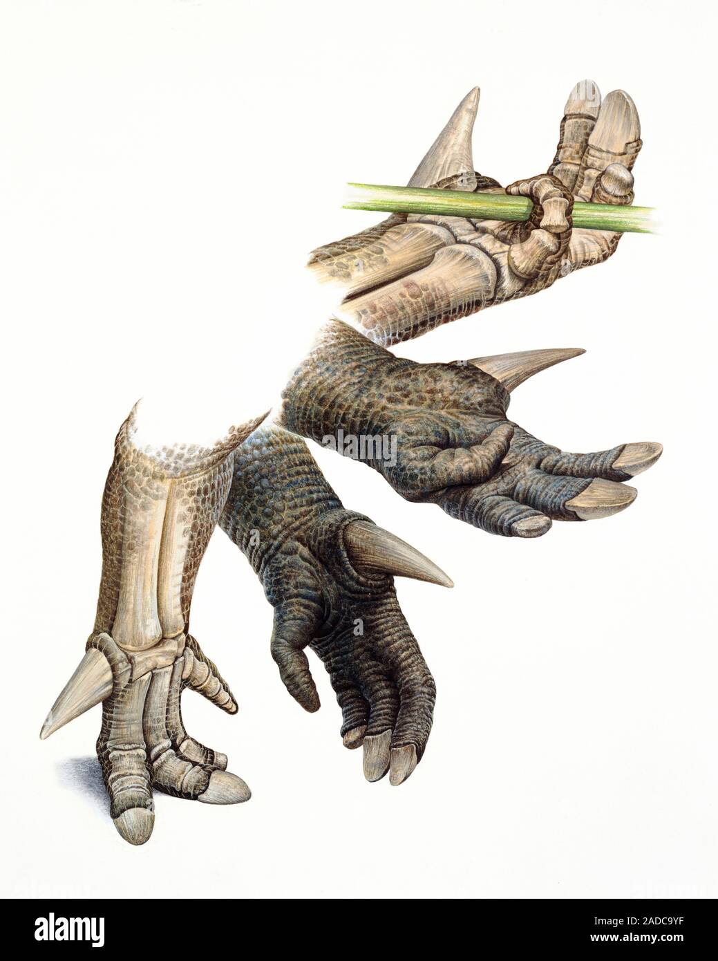 Iguanadon Extremität Anatomie, Darstellung der Anatomie und Funktion