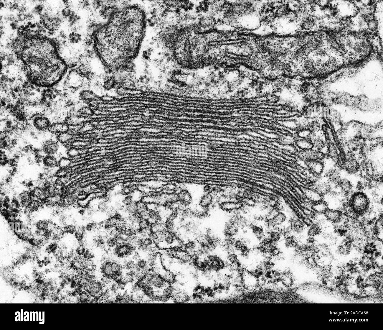 Was Ist Der Golgi Apparat Scanning Electron Micrograph (TEM) der Golgi-apparat, Stapel von