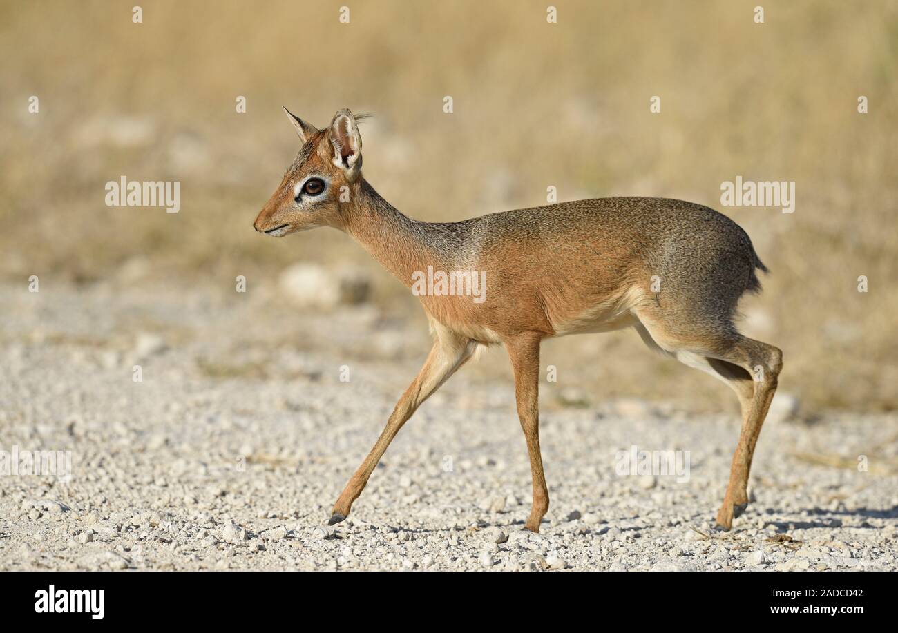 Porno video bir qiz sikish