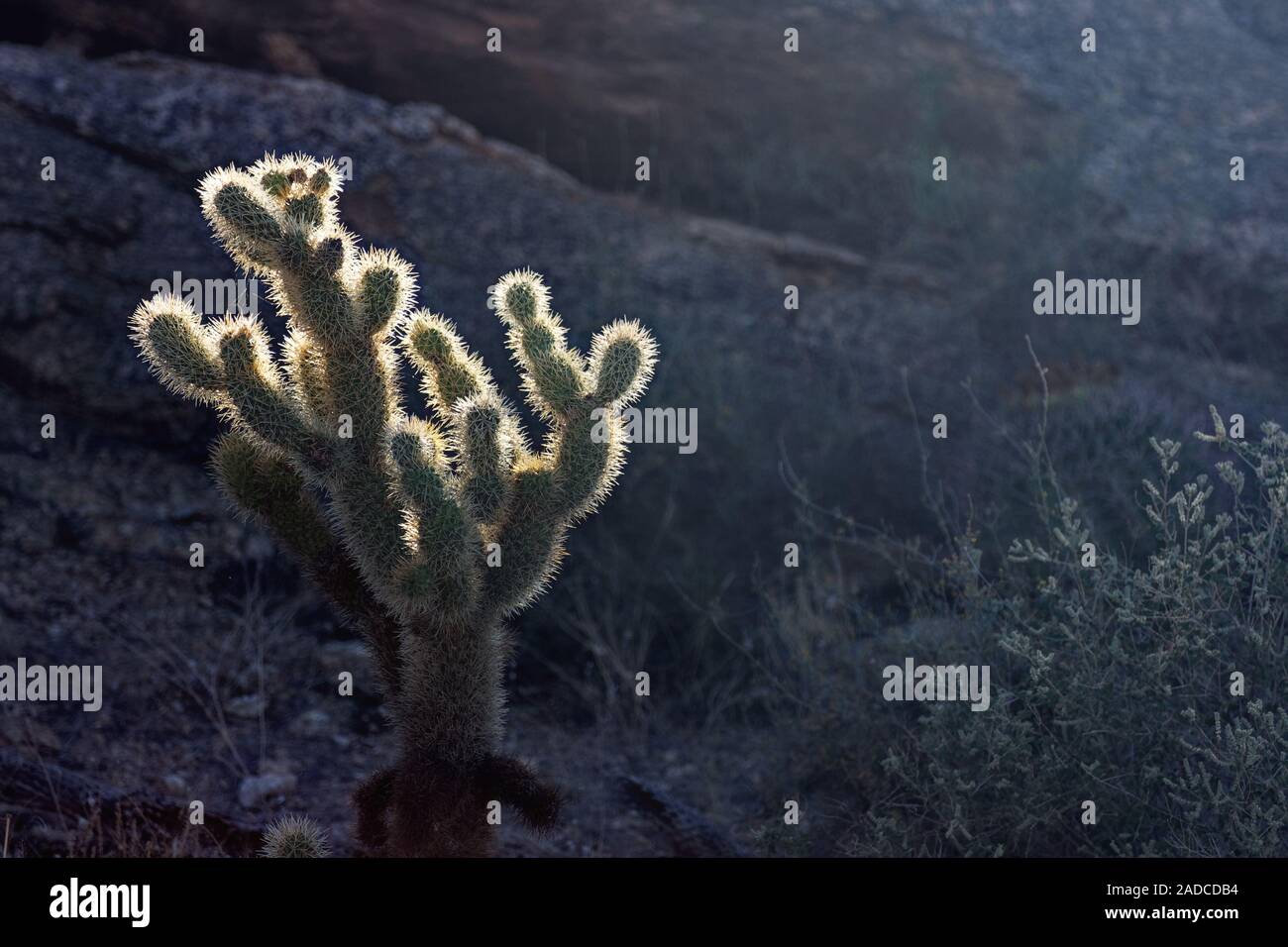 Ein Teddybär Cholla Cactus (Cylindropuntia Bigelovii) steht meist im Schatten, aber mit Licht schlagen oben und geben ihm einen schönen Glanz. Stockfoto