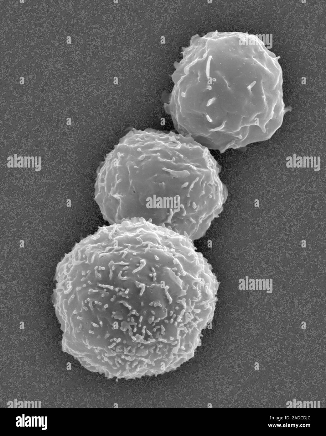Hämatopoetische Stammzellen aus menschlichem Knochenmark isoliert
