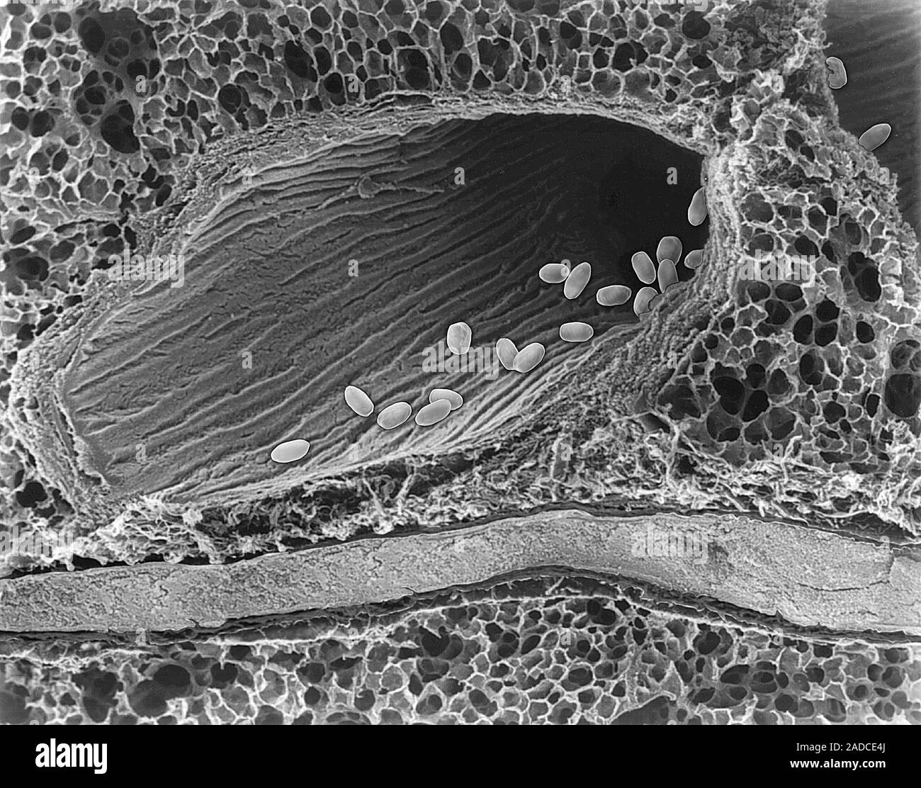 Scanning Electron Micrograph (SEM) der Photocomposite von Bacillus