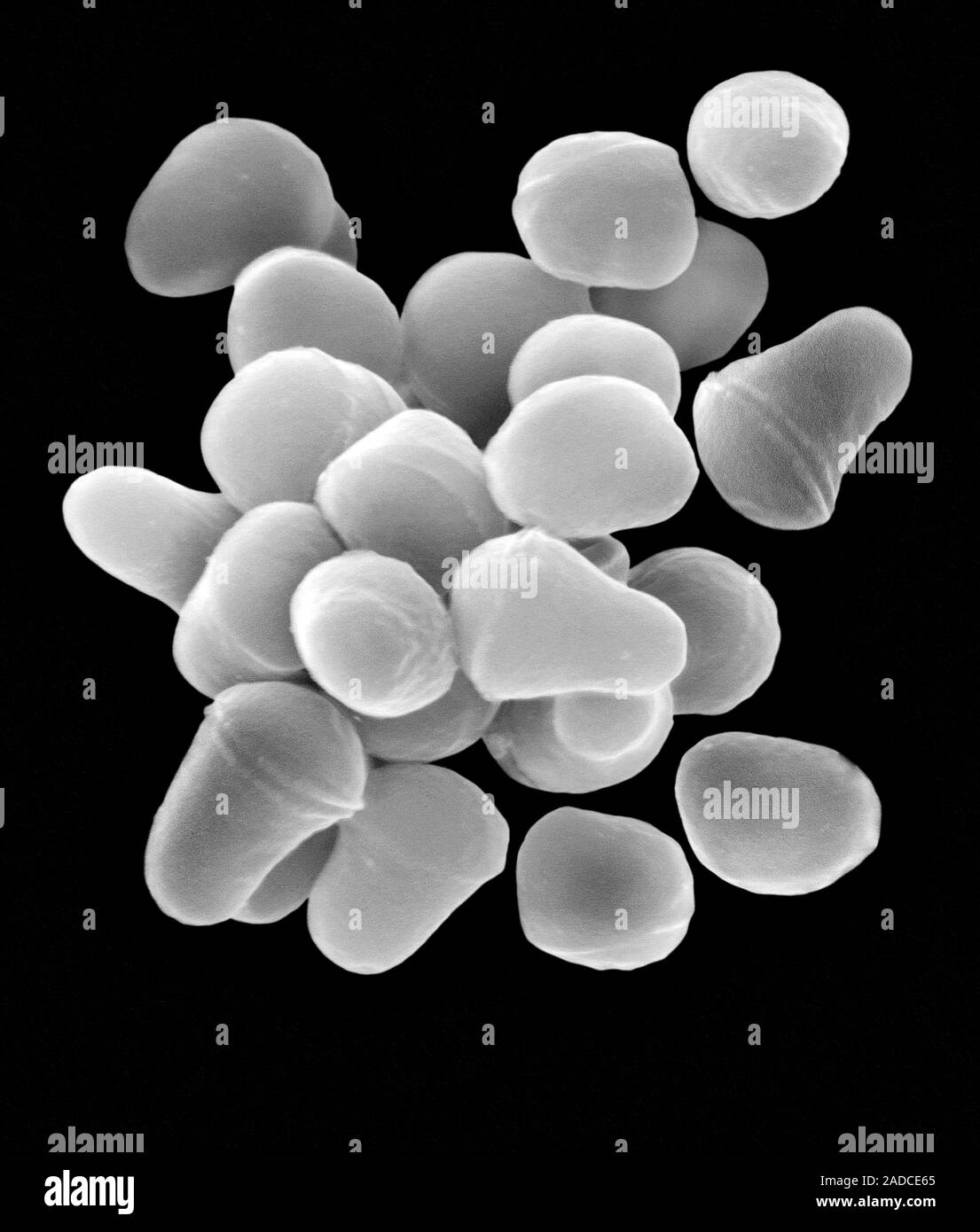 Scanning Electron Micrograph (SEM) von Arthrobacter sp. ist ein gram