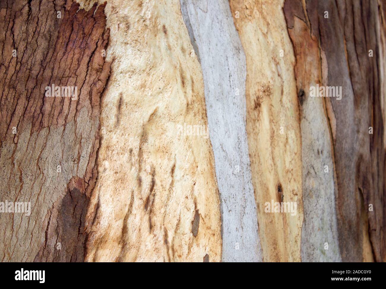Rinde der Stamm eines Eukalyptusbaums Stockfoto