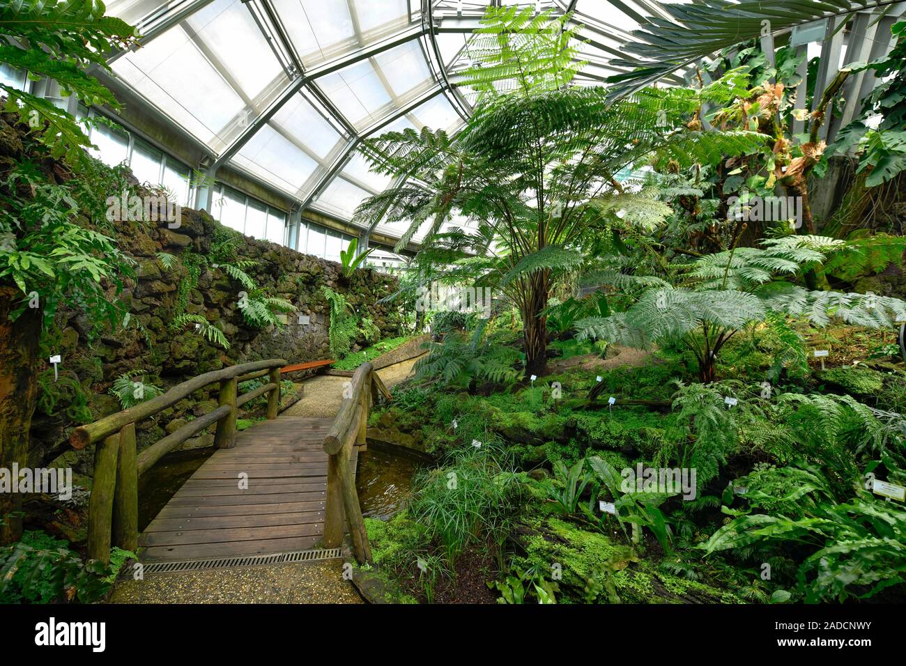 Farnhaus, Botanischer Garten, Knigin-Luise-Strae, Lichterfelde,  Steglitz-Zehlendorf, Berlin, Deutschland Stockfotografie - Alamy