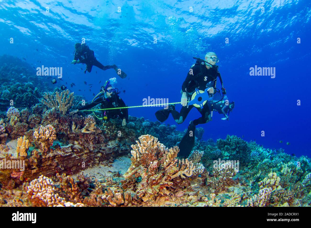 Forschung Taucher vom MOC Marine Institute Karte coral Schäden an Molokini Marine bewahren vor der Insel Maui, Hawaii. In der Zukunft, Daten fr Stockfoto