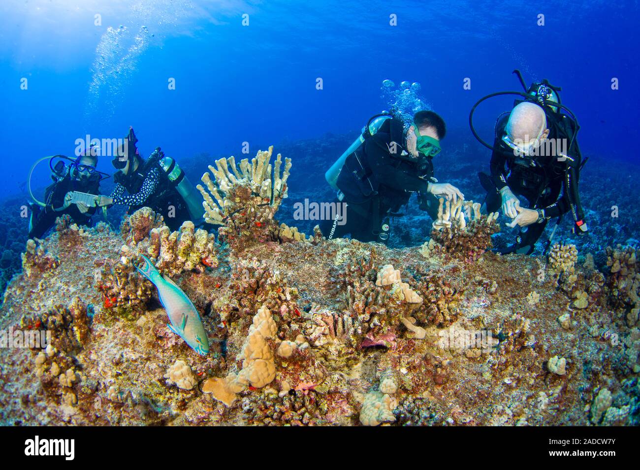 Forschung Taucher vom MOC Marine Institute Leim gebrochen Korallenkopf wieder zusammen und Coral Schäden an Molokini Marine erhalten von der Insel Stockfoto