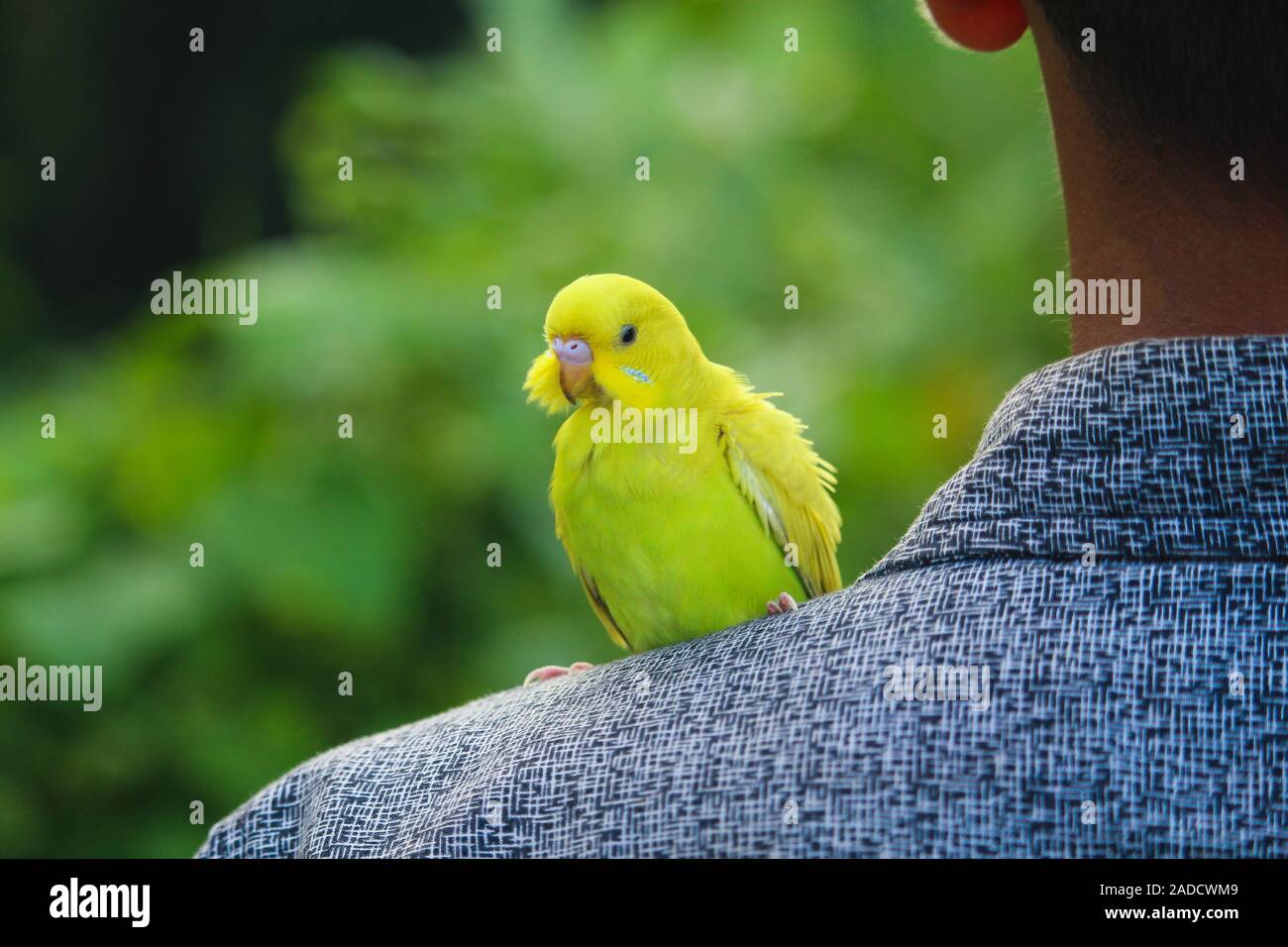 Schöner Vogel mit Menschen Stockfoto