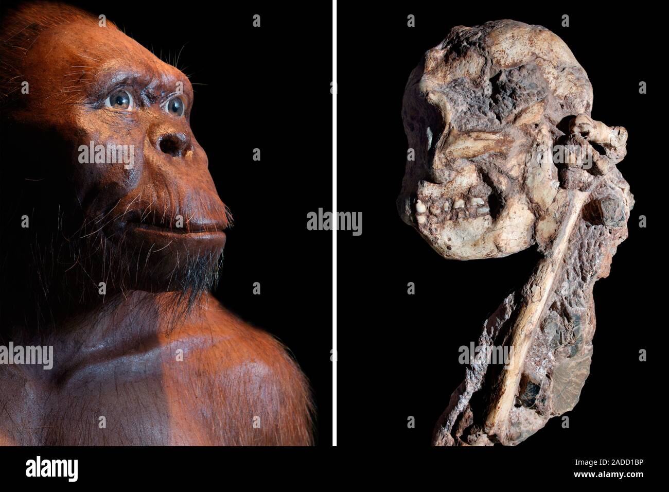 Kleinen Fuß Australopithecus fossile Schädel und Wachs Rekonstruktion