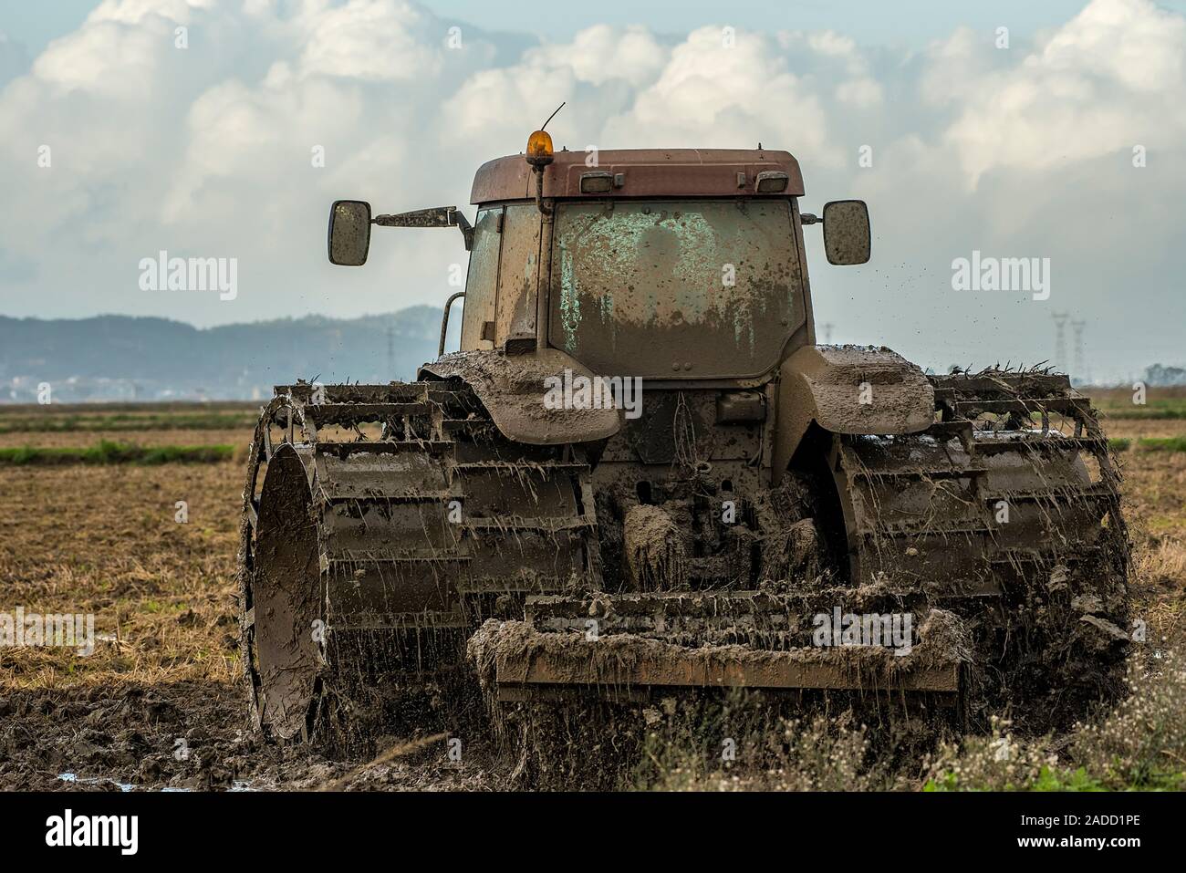 Traktor pflügen Reisfelder mit Wasser, Vögel essen Stockfoto