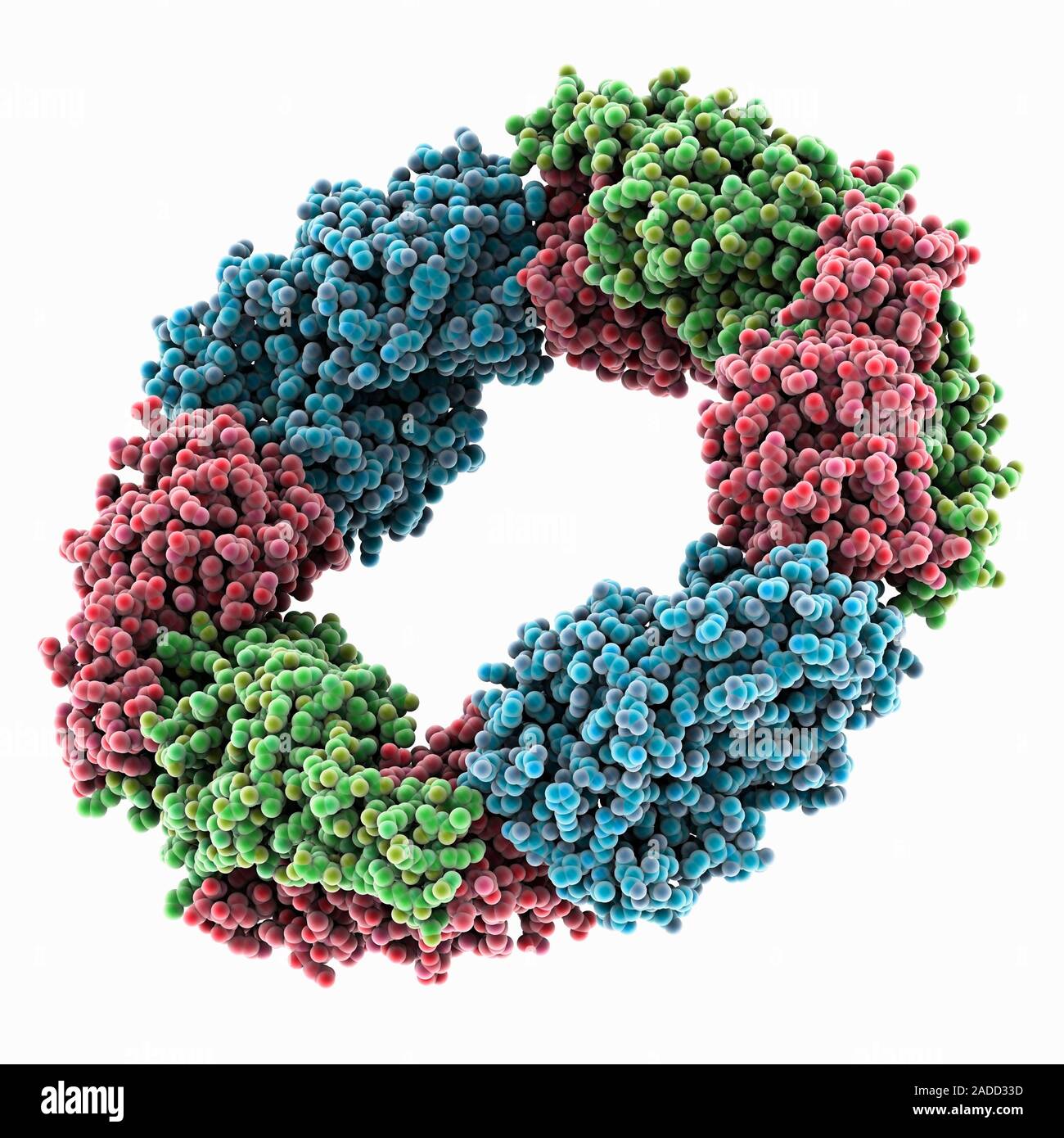 Menschliche peroxiredoxin 3. Computer Modell zeigt den Ring Struktur