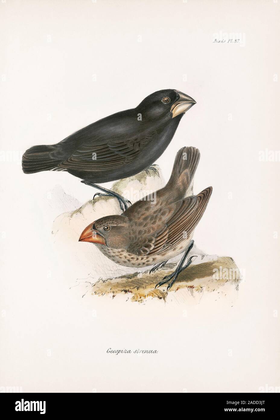 Große Grundfinken (Geospiza strenua magnirostris), Illustration aus dem ...