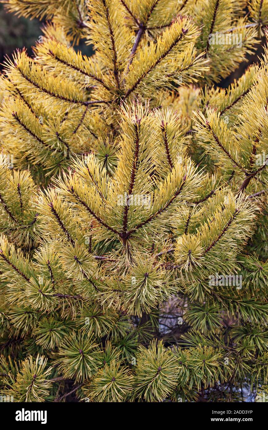 Goldmünze golden scotch Tannenzweigen (Picea abies 'Gold Münze"). Stockfoto