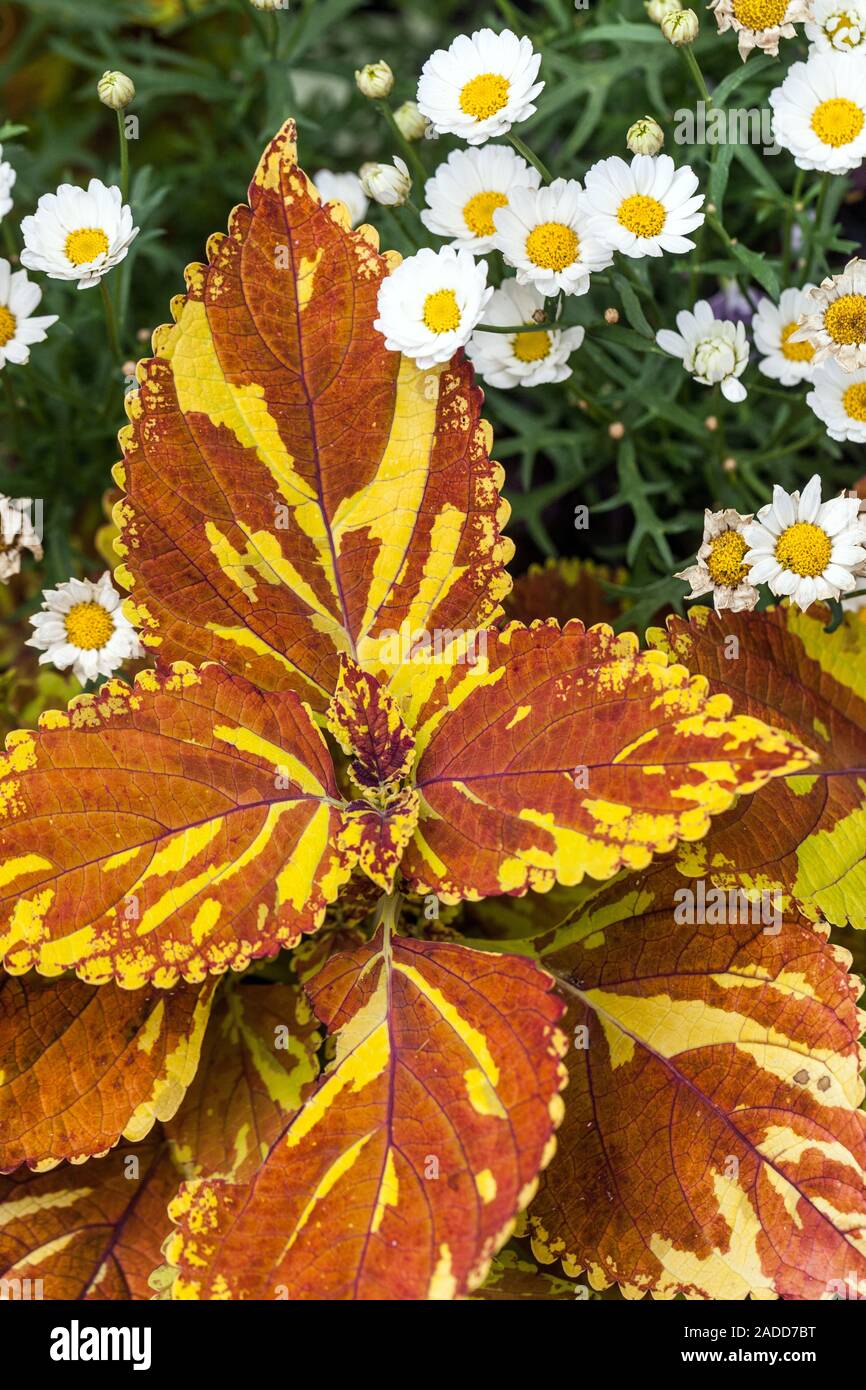 Orange Coleus scutellarioides 'Freckles'-Pflanze, dekorative Blätter, sehr dekorative Zierpflanze Stockfoto